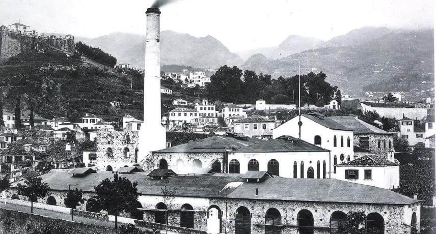 Madeira Sugar Cane History 